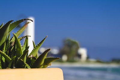 Close-up of cactus plant against blue sky
