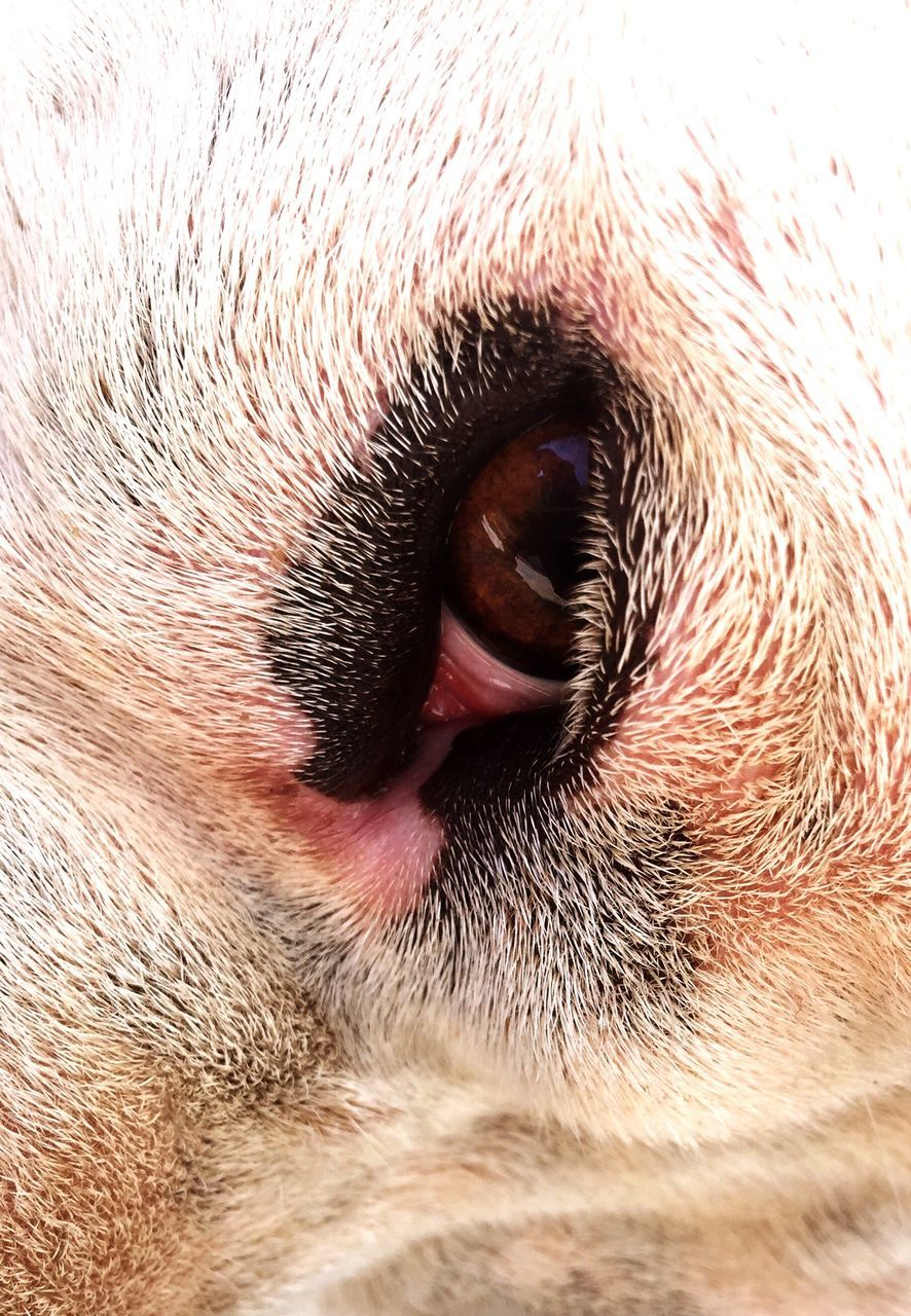 close-up, one animal, full frame, pets, dog, extreme close up, animal body part, animal themes, part of, animal head, extreme close-up, backgrounds, domestic animals, mammal, detail, animal eye, one person, sensory perception, human eye