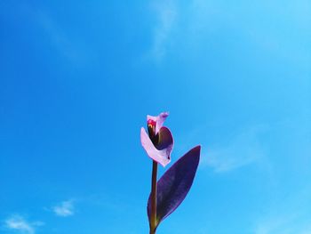 Low angle view of pink flower against blue sky