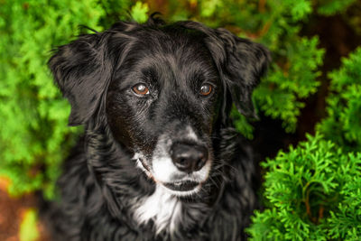 Close-up portrait of a dog