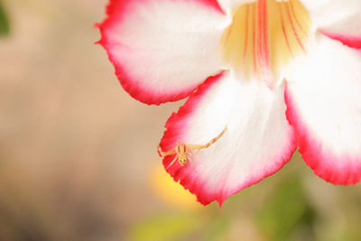 Close-up of pink flower