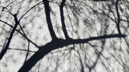 Low angle view of tree against sky