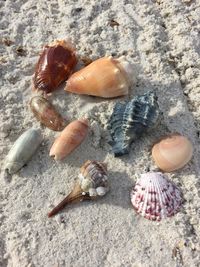 Close-up of seashells on beach