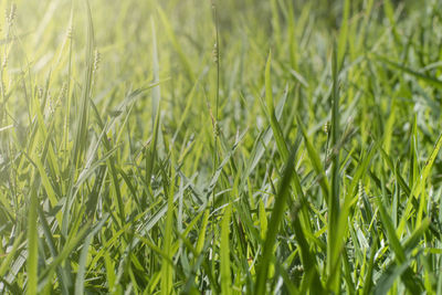 Full frame shot of crops growing on field