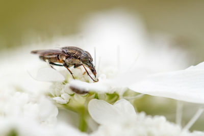 Close-up of insect pollinating white flower