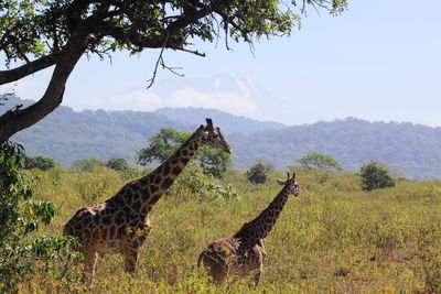 Two giraffes on sunny landscape in tanzania