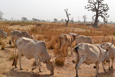 Cows in a field