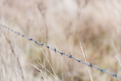 Close-up of barbed wire fence on field