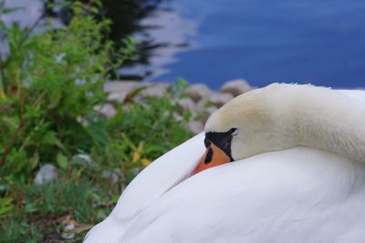 Close-up of swan in lake