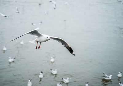 Seagull flying over lake