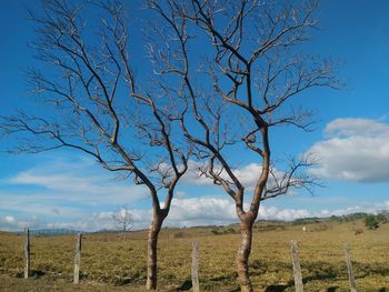 Bare tree on field against sky