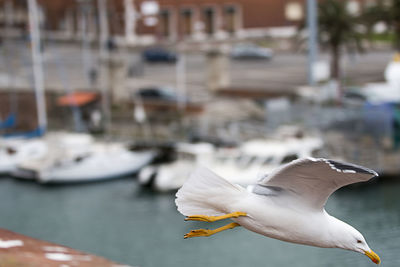 Close-up of seagull flying over water