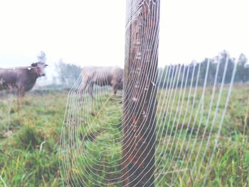 View of an animal on field