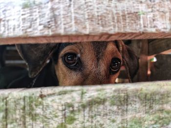 Close-up portrait of a dog