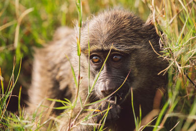 Close-up of monkey sitting on field