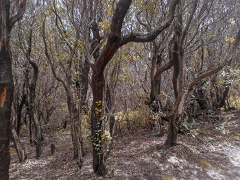 Trees in forest