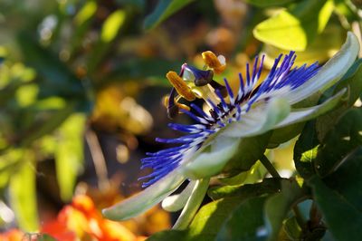 Close-up of purple flowering plant