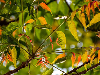 Close-up of leaves on tree