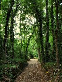 Footpath passing through forest