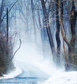 Bare trees in forest during winter