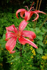 Close-up of red lily on plant