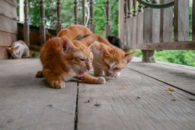 Cats resting on footpath