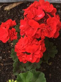 Close-up of red flowers