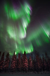 Low angle view of trees against northern light during winter at night