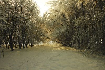 Trees on snow covered landscape