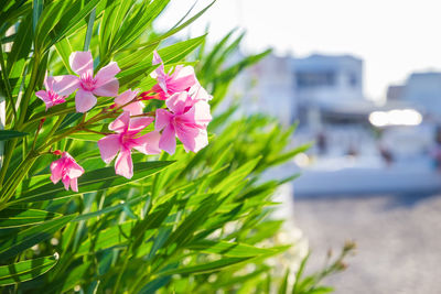 Close-up of pink flowering plant