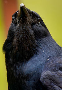 Close-up of a bird looking away