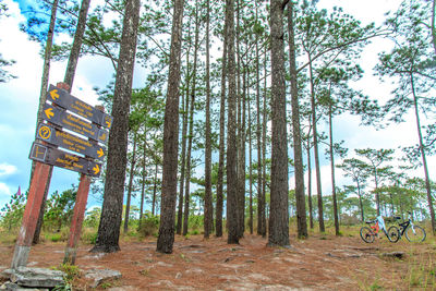 Trees in forest against sky