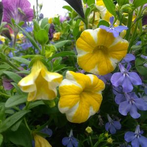 Close-up of yellow flowers blooming outdoors