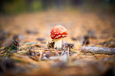 Close-up of mushroom growing on field