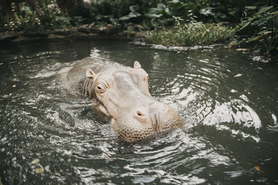 Elephant swimming in lake