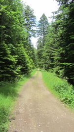 Road amidst trees in forest