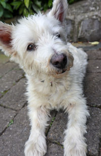 Portrait of white dog