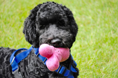 Portrait of black poodle biting on pink stuffed toy at park