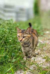 Close-up of domestic cat on field