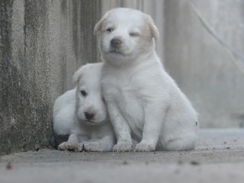 Close-up of cute puppies by wall