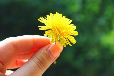 Close-up of hand holding yellow flower