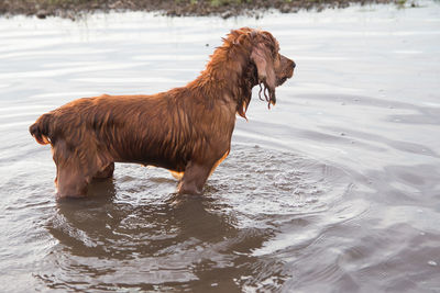 Dog playing on the beach