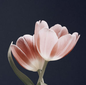 Close-up of yellow flower against black background
