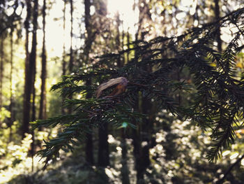 Close-up of pine tree in forest