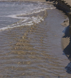 Close-up of turtle in water