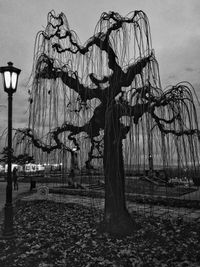 Tree against sky