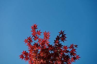 Low angle view of tree against clear blue sky