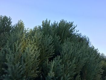 Trees against sky