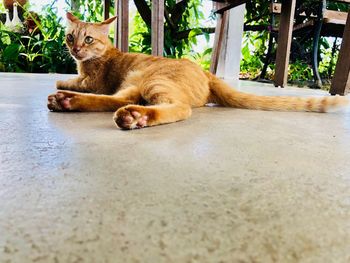 Portrait of cat sitting on floor