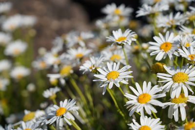 Close-up of white daisy flowers